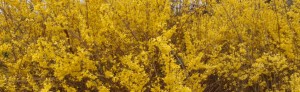 yellow_trees