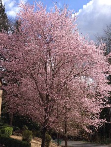 Pink Trees