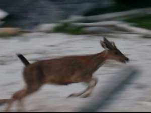 Running_Deer