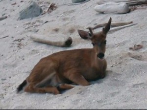 deer_resting